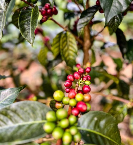 cerise de cafés