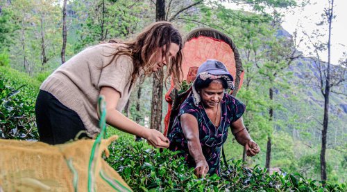 Cloé accompagnant les cueilleuses de thé bio au Sri Lanka