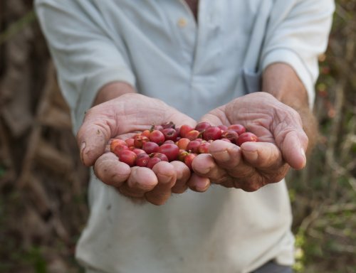 producteur café bio
