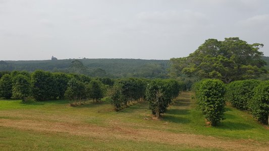 Champ de caféier