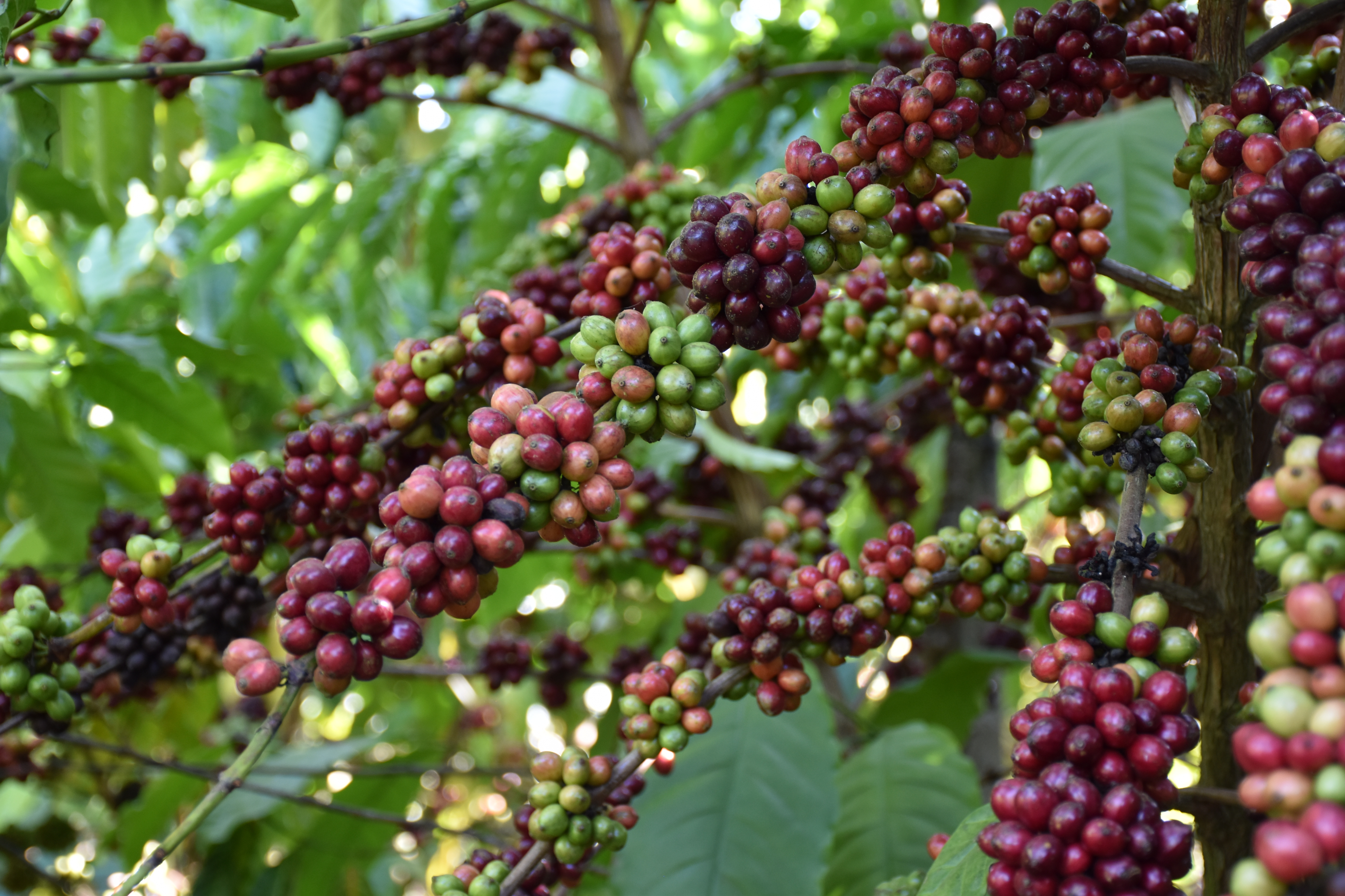 plantation café vietnamien