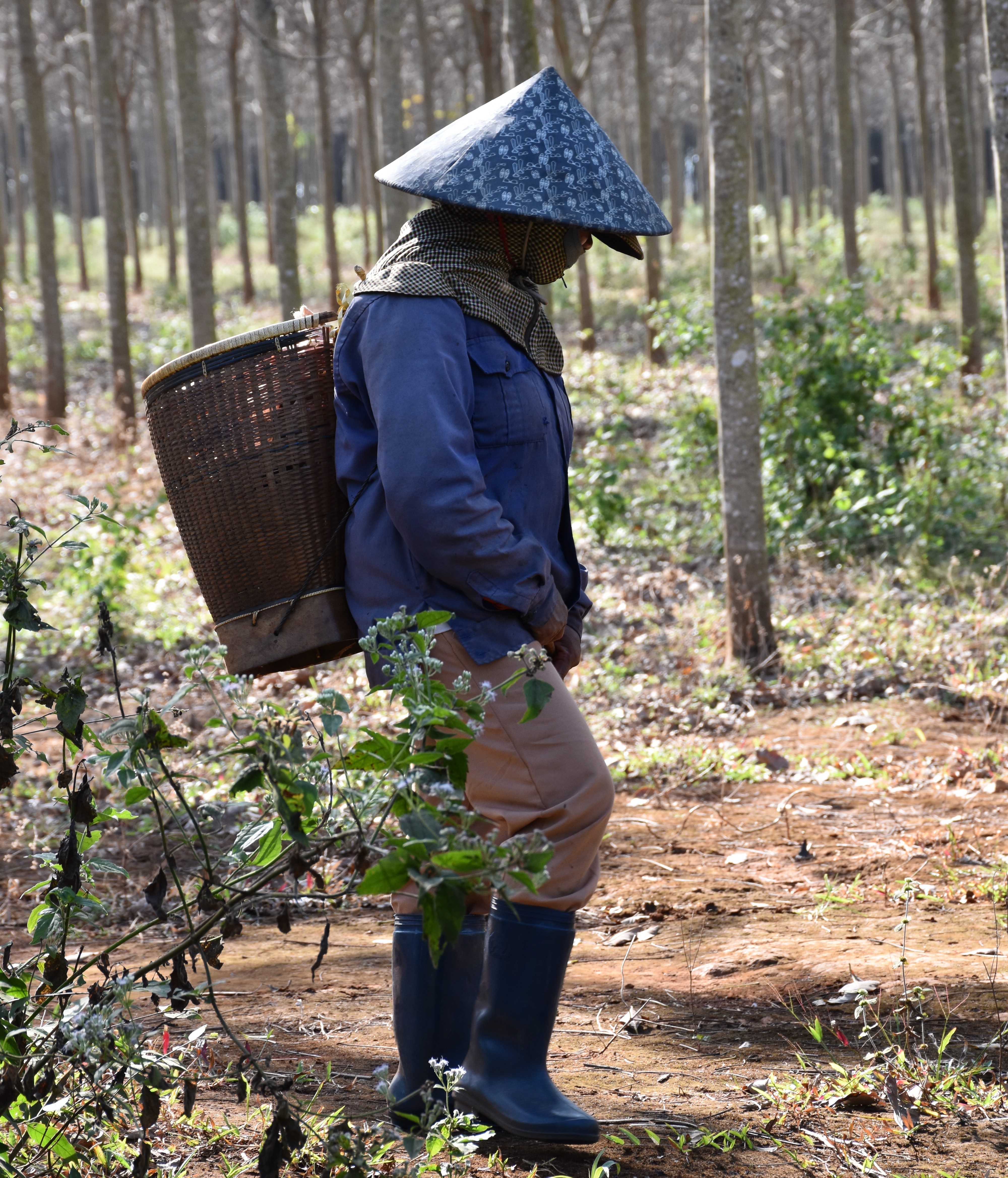 producteur café vietnamien 