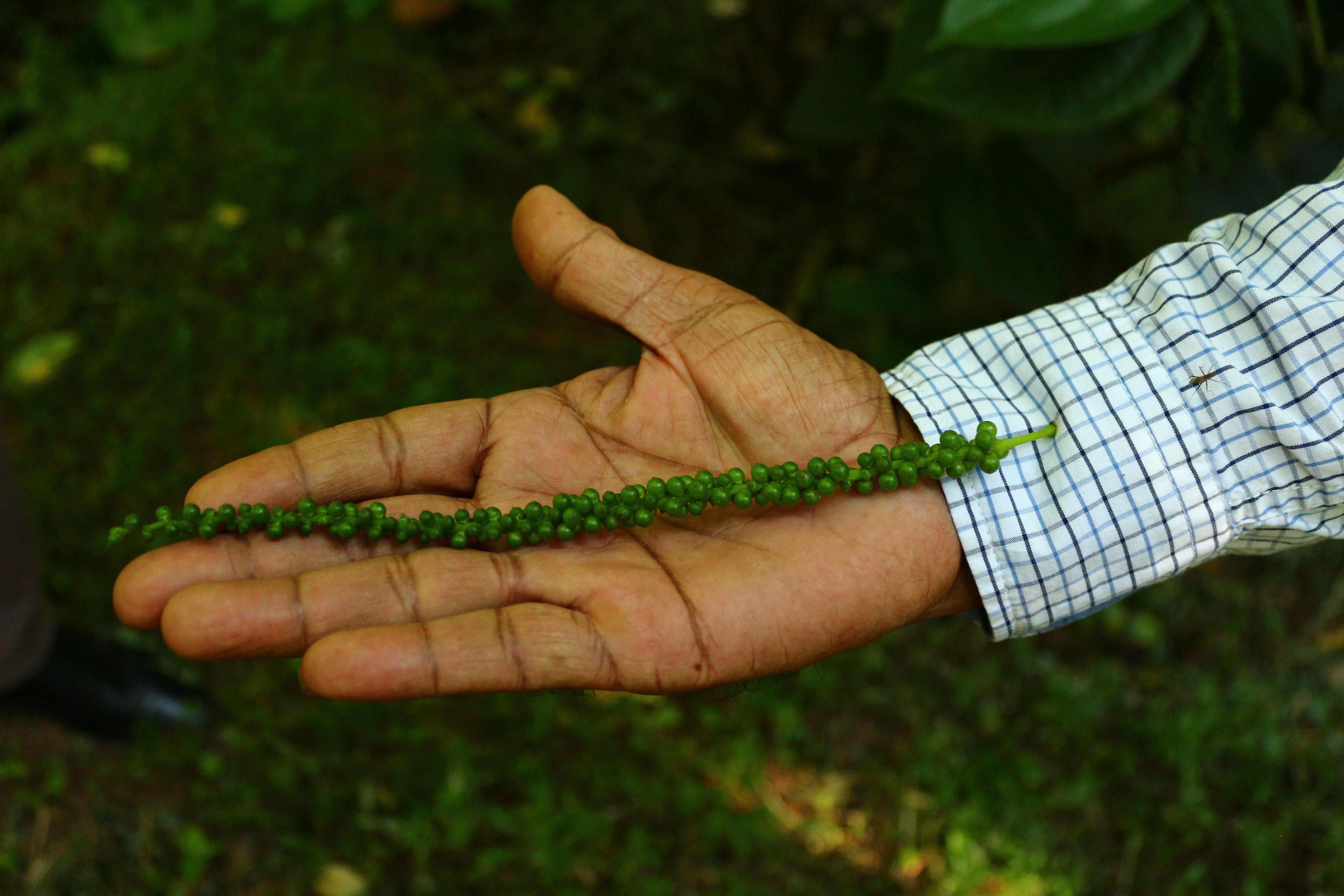 Poivre vert dans les plantations