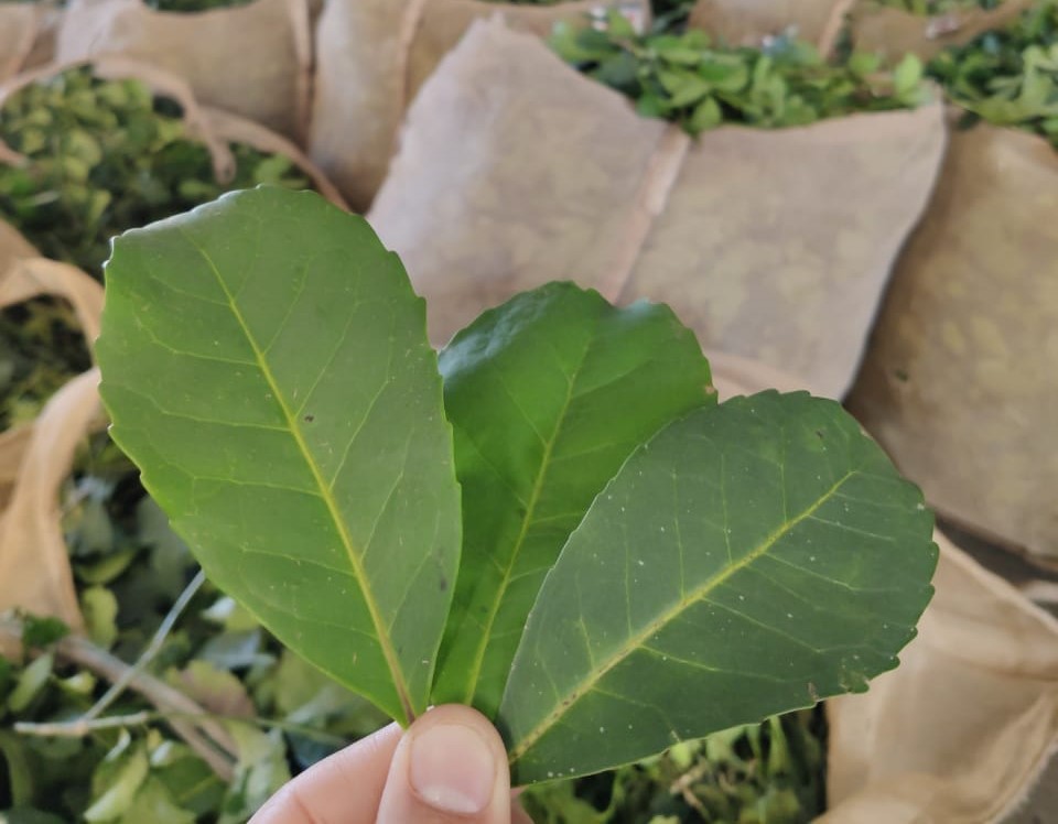 maté bio